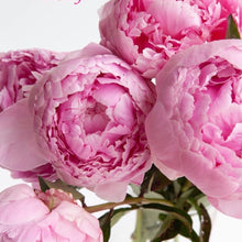 Load image into Gallery viewer, Peonies Forever Scented Soy Candle
